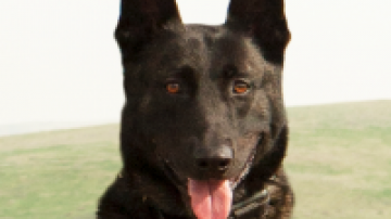 Retired Police Service Dog, Sando