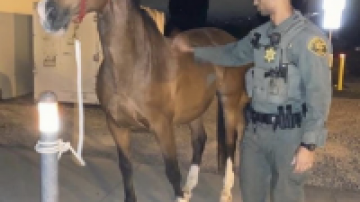 Officer with rescued horse