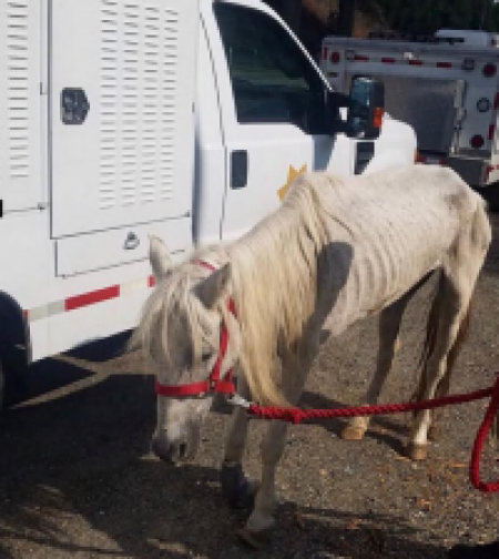 Malnourished horse