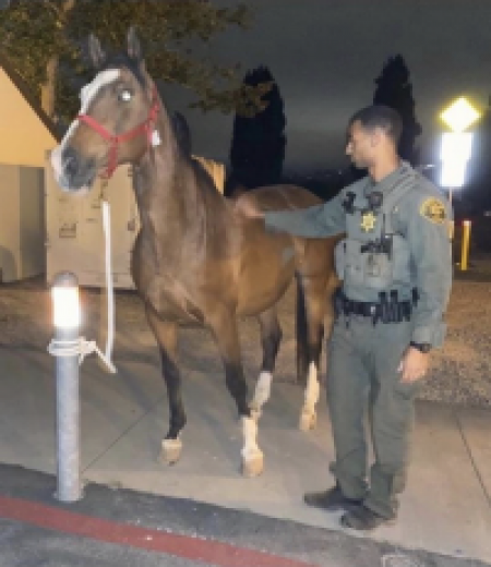 Officer with rescued horse
