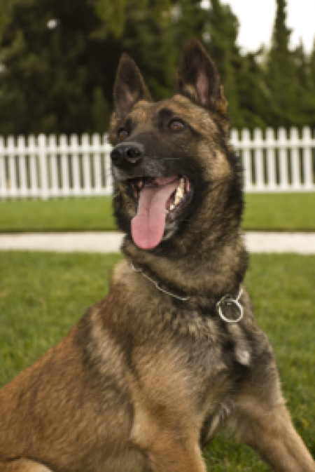 Police K-9 Noa